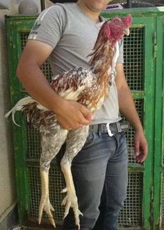 a man is holding a chicken in his hands while standing next to a green cage