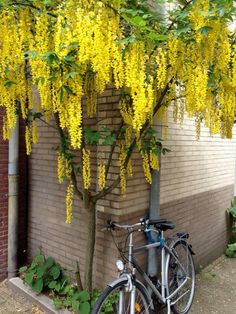 a bicycle is parked next to a tree with yellow flowers on it's branches