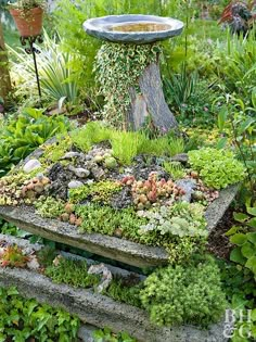 an assortment of plants and rocks in a garden with a birdbath on the side