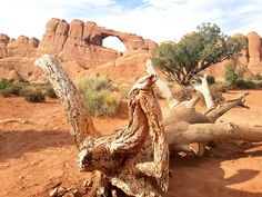 a tree that is sitting in the dirt near some rocks and trees with an arch in the background