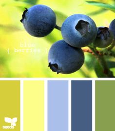 blueberries on a branch with green leaves in the background and yellow color swatches