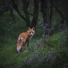 a red fox standing on top of a lush green forest covered in grass and trees