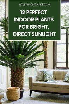 a living room with palm trees in the background and text overlay that reads 12 perfect indoor plants for bright, direct sunlight