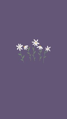 three white daisies on a purple background