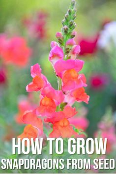 pink and orange flowers with text overlay how to grow snapdragons from seed