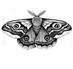 a black and white drawing of a moth