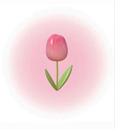 a single pink tulip on a white background