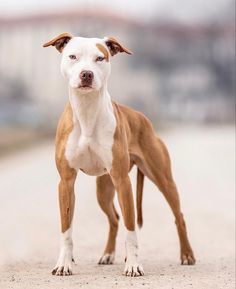 a brown and white dog standing on top of a dirt road