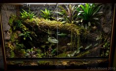 an aquarium filled with lots of plants and moss growing on the rocks in front of it