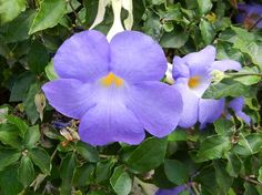 purple flowers are growing on the green leaves