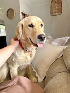 a dog sitting on top of a couch next to a person holding it's head