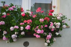 some pink and white flowers in a window box