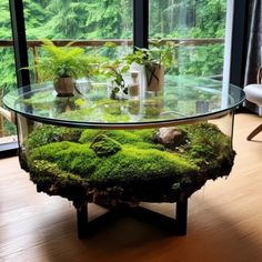 a glass table with moss growing on it in the middle of a room next to a window