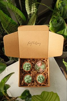 an open box with four green succulents in it on a table next to potted plants