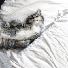 a gray and white cat laying on top of a bed