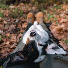 a dog laying on its back in the leaves