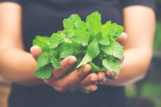 a person holding green leaves in their hands