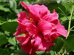 a pink flower with green leaves in the background