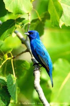 a blue bird sitting on top of a tree branch