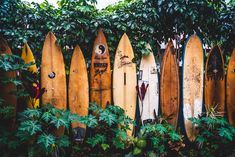 several surfboards are lined up against a fence in front of some plants and trees