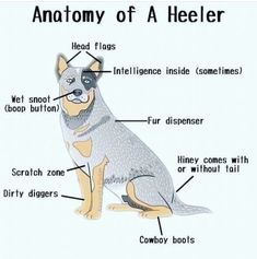 the anatomy of a heeler is shown in this diagram, with labels on it