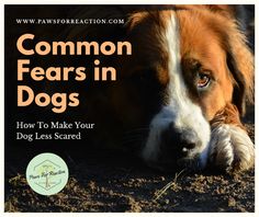 a dog laying on the ground with its head resting on his paw, in front of a sign that says common fears in dogs how to make your dog less scared