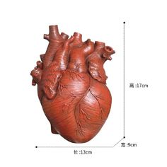 an image of a human heart on a white background with the size and measurements for it