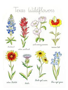 the texas wildflowers are colorful and have many different flowers to choose from,