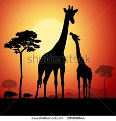 two giraffes are standing in the sunset