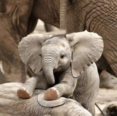 two baby elephants are playing with each other