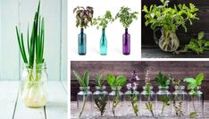 several different vases with plants in them