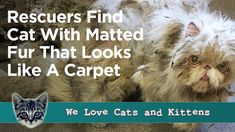 a cat that looks like a carpet with the caption rescuers find cat with matted fur that looks like a carpet