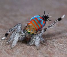 a colorful spider sitting on top of a sandy ground