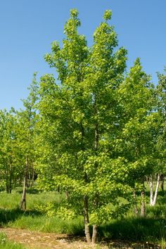 a small tree in the middle of a grassy area