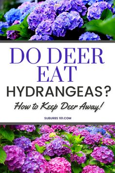 Do deer eat hydrangeas? If so, you might be looking for effective deer-resistant tips to repel deer and keep them away from your hydrangeas. One of the most common challenges faced by gardeners is protecting their hydrangeas from being eaten by deer. Fortunately, there are deer-resistant tricks that you can try to protect your flower garden. By planting certain types of perennial plants, using natural deer repellents, and installing physical barriers, you can keep deer away from your garden. Natural Deer Repellent For Plants, Deer Resistant Landscaping Shade, Deer Resistant Flower Beds, Deer Resistant Flowers Perennials, Deer Proof Flowers, Plants Deer Hate, How To Keep Deer From Eating Plants, Deer And Rabbit Resistant Perennials, Full Sun Deer Resistant Perennials