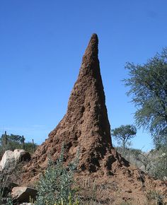 a large mound of dirt sitting in the middle of a desert area next to trees