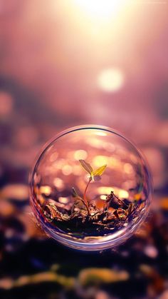 a small plant in a glass bowl filled with water