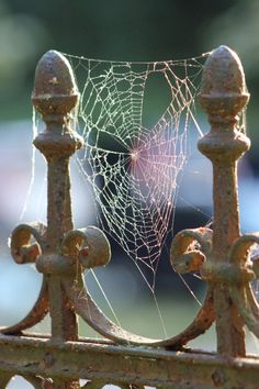 a spider web is attached to an iron fence