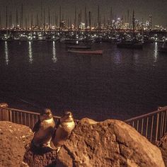 two seagulls are perched on rocks near the water and boats in the background