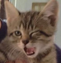 a person holding a cat with its mouth open and captioning it's saying, winking at bae like