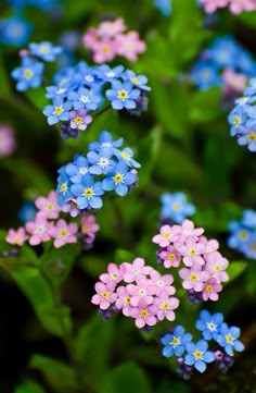 small blue and pink flowers with green leaves