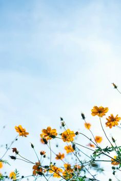 yellow flowers against a blue sky with clouds