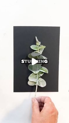 someone is holding a flower with the word stuing on it in front of a white wall