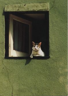 a cat is sitting in the window of a green building with its head hanging out