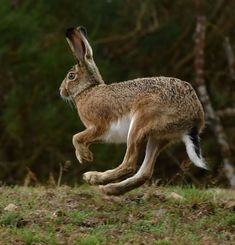 a brown and white rabbit running in the grass with trees in the backgroud