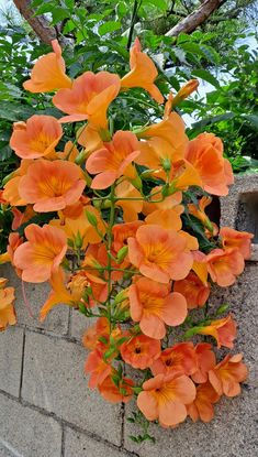 orange flowers are growing on the side of a brick wall