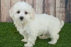 a small white dog standing in the grass