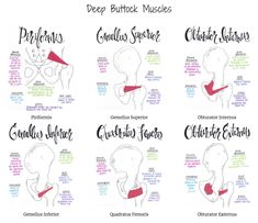 the different types of neck muscles are shown in this graphic diagram, which shows how to use