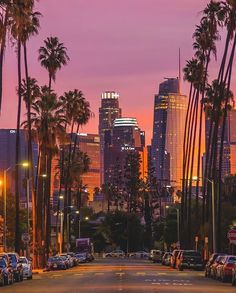 palm trees line the street in front of tall buildings and skyscrapers at dusk,