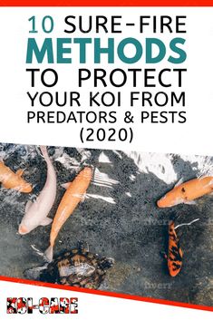 the front cover of a book with koi fish in it and text reading 10 sure - fire method to protect your koi from predators & pests